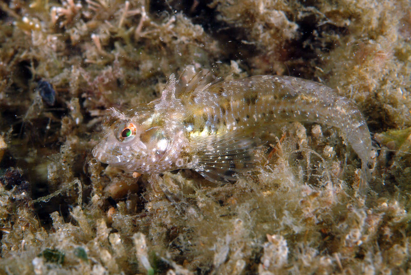 Parablennius incognitus, P. zvonimiri, P. pilicornis